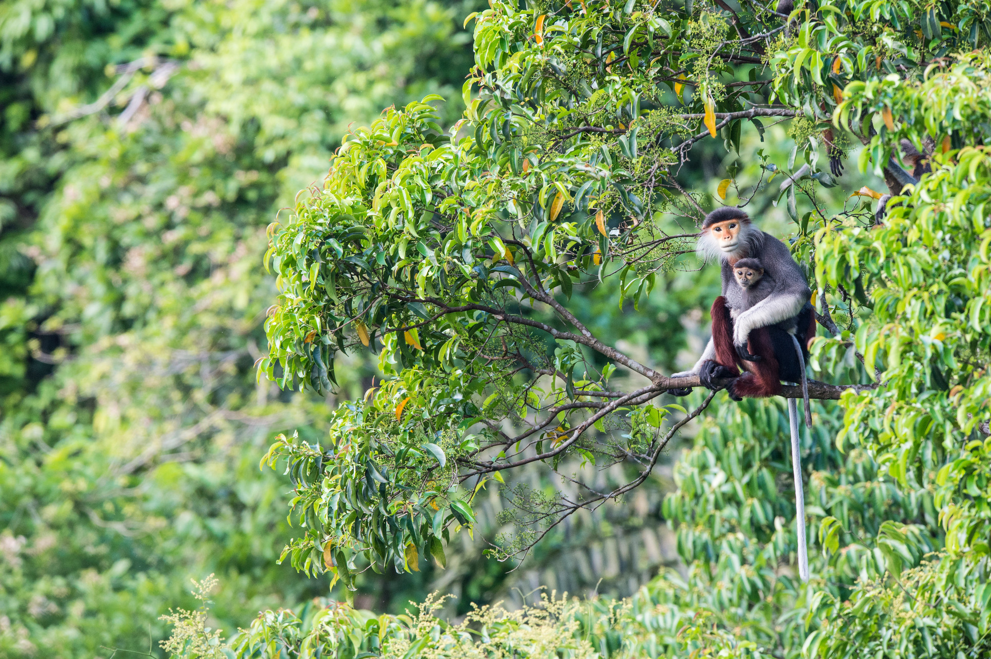 Habitat help. Тонкотелые лиственные обезьяны. Лангуры Шри Ланка. Очковый тонкотел рассказ на английском.