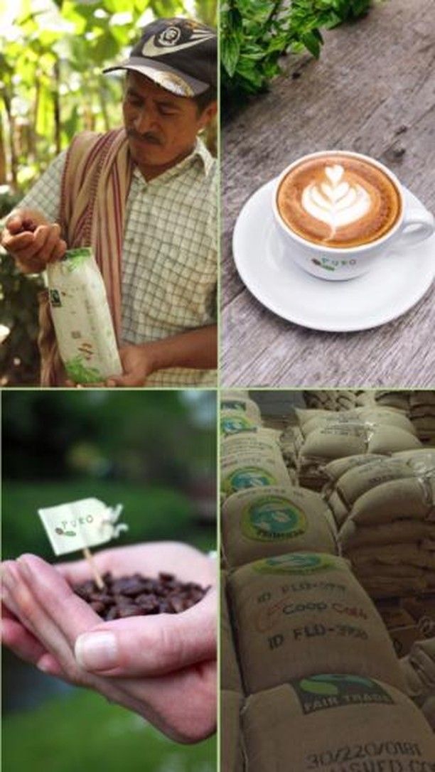 Zie hier de magie van koffie! Van boon tot kopje, geniet van de smaken en aroma's. Proef de passie! 

#Koffie #purofairtrade #fairtrade #purokoffie #sustainability #savingtherainforest