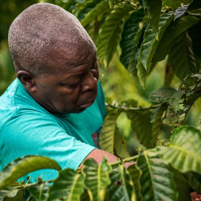 For years, we have been working together with Ondernemers voor Ondernemers to support sustainable initiatives and help small businesses grow. The project in Congo (2022-2026) strengthens local communities by providing coffee farmers in the Boto region with training, resources, and access to markets. 🌱☕

Results so far:
- 301 farmers supported 🙌
- Production per hectare increased to 3,500 kg 📈
- Income boost for 300 farmers 💰

Together, we invest in sustainable agriculture and entrepreneurial spirit for a better future. Because the power of entrepreneurs lies in supporting each other. 🌍✨

More information can be found on our website

#miko #entrepreneursforentrepreneurs #coffee #sustainability #impact #drcongo #socialinitiatives #fairtrade #sustainable #helpingeachother #socialresponsibility #coffeegrowing #improvement #support #entrepreneurship #entrepreneurs