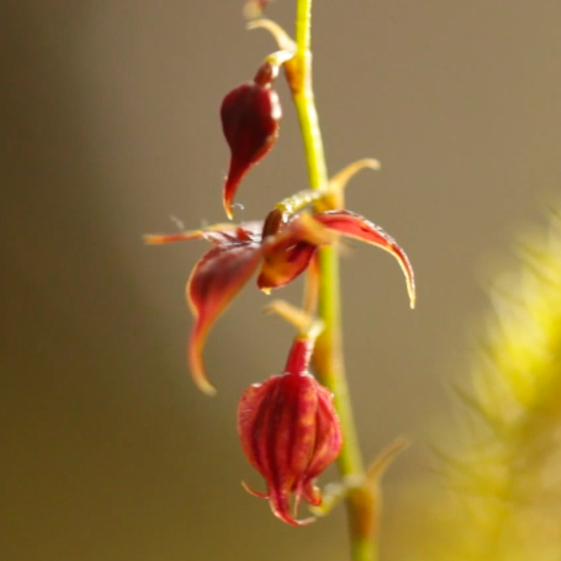 Puro-orkideen